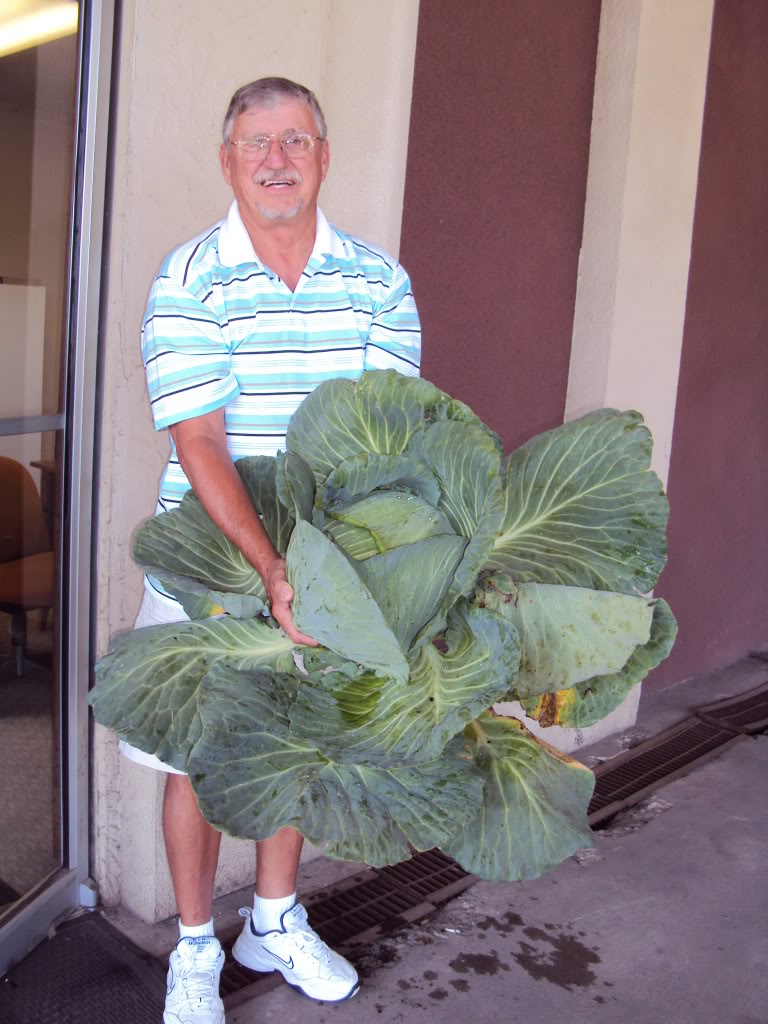 Cabbage Grown With SumaGrow