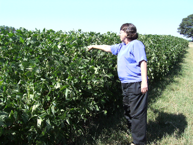Soybeans Grown With SumaGrow