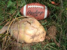 Sweet Potato Grown With SumaGrow